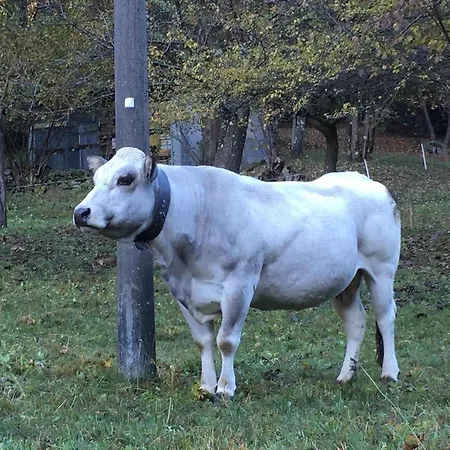 Monte Giove מלון 2*